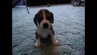 Такие милые щенки. Мимими. sweet little puppies