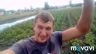 Новые сорта клубники и малина Энросадира. Посылка из Уфы.