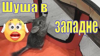Шуша в западне Шуша у Елены Шиншилла Шуша Прогулка шиншиллы/Елена и зверята Шиншилла дома