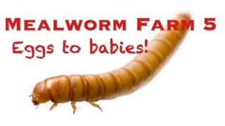 Mealworm Farm 5 - (Eggs to Babies)