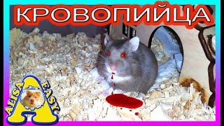 МОЙ ХОМЯК? ПЫТАЕТСЯ? МЕНЯ ЗАГРЫЗТЬ?... / ХОМЯК МОЙ ВРАГ☠️ / Хомки кусаются / Alisa Easy Pets