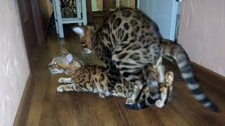 Супер вязка + бешеный крик !! Super mating+Wild cry!!!