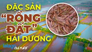ĐẶC SẢN HẢI DƯƠNG | MÙA RƯƠI TỨ KỲ - "RỒNG ĐẤT" GIÁ NỬA TRIỆU MỘT CÂN