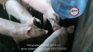 Поездка на спасение животных под Киевом на ферме Натуралист 08.01.2019 часть 1: нашли брошенных свин