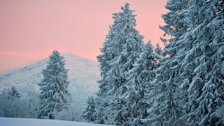 Зимний лес  Лесные звери зимой    Winter forest  Wild animals in winter