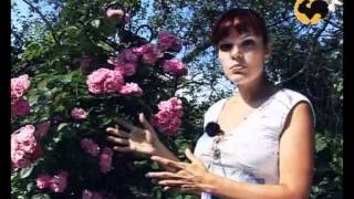 Розы в Саду. серия 11. Плетистые розы 1
