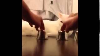 Приколы.Кот играет в наперстки