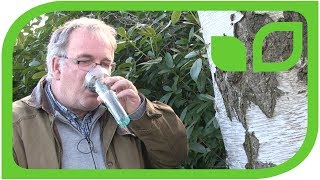 Birkenwasser probieren: Wie schmeckt  der pure Birkensaft