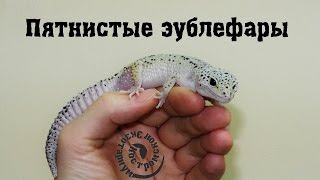 Содержание пятнистых эублефаров и краткое описание вида