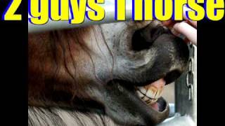2 Guys 1 Horse Reaction Video [Adult Content Hinted at...]