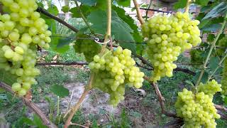 Виноград 2019  Виноград Сверхранний бессемянный