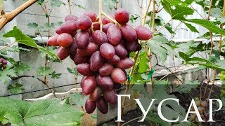 Гибридная форма винограда Гусар