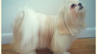 como cortar el pelo a un shih tzu, corte a tijera, cortar las puntas para emparejar su pelo