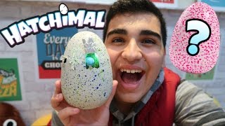 CHOCA OVO HATCHIMAL
