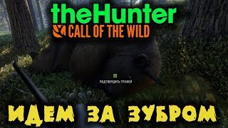 Выслеживаем Зубров - TheHunter Call of the Wild