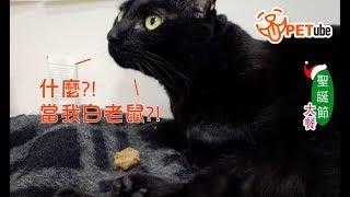 哈寵PETube 第51集 【毛廚房：寵物聖誕餅乾】