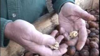 Walnut Harvest