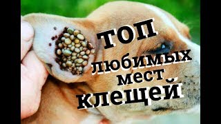 Топ любимых мест клещей. Мокрый нос