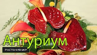 Антуриум уход в домашних условиях / антуриум размножение и пересадка