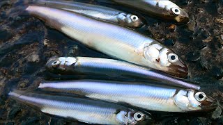 琵琶湖で小鮎(コアユ)釣り