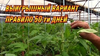 СРОКИ ПРИЩИПКИ И ОПЫЛЕНИЯ ТОМАТА В ОСЕННЕМ ОБОРОТЕ (06-09-2019)