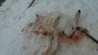 Охота на зайца петлями. Порвали зайца