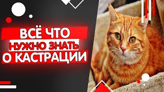 Всё что нужно знать о кастрации котов