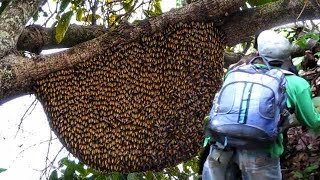 Berburu madu lebah liar hutan part #1 | Hunting honey bee forest