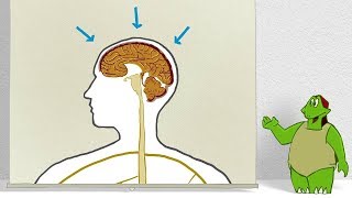 Como funciona uma punção lombar?