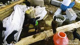 Nattu Kozhi Valarpu Kottagai Amaithal country chikken new farm