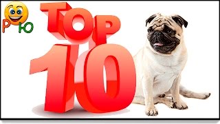 топ 10 прикольных мопсов