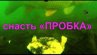 Подводные съемки ловли на "Пробку", рыбалка онлайн. Ловля карася. Fishing angeln câu cá memancing
