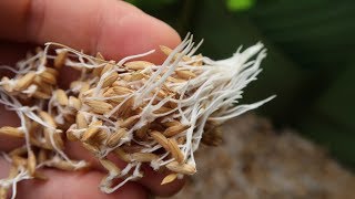 Primitive Technology: Farming techniques, Way Seed treatment & sowing method of paddy - part 2