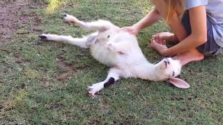 How to Castrate a Male Goat Using an Elastrator Banding Tool - So Easy, Even a 9 year old can do it!
