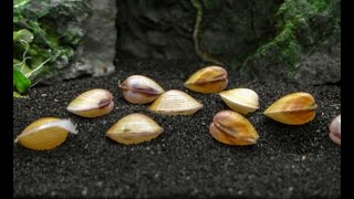 La Vongola D'Oro (Sp. Corbicula Fluminea)