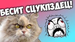 БЕСИТ СЦУКПЗДЕЦ! |КАРТА НА ПРОХОЖДЕНИЕ|