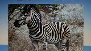 Kids Flashcards Children/ Toddlers - English - Animals - GREAT for learning