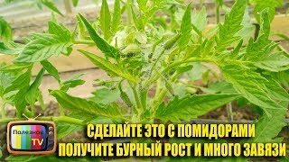 СДЕЛАЙТЕ ЭТО С ПОМИДОРАМИ ПОЛУЧИТЕ БУРНЫЙ РОСТ И МНОГО ЗАВЯЗИ