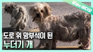 온몸에 덕지덕지...? 위험천만한 도로 위 망부석이 된 누더기 개┃A ragged dog in the middle of a dangerous road