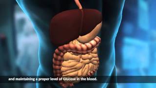 Internal Organs | Human Body | Science Video Lecture