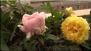 Chinese tree Peony Bonsai on the balcony (botted plants)