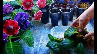 ?ГЛОКСИНИИ укоренились во мхе ! Пересадка вместе со мхом ?How to grow gloxinia part №12