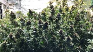led grow harvest time for tent 1