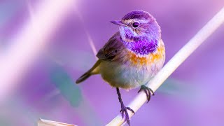 Deep Healing Miracle Tone | Meditation Music 528Hz | Positive Vibes | Solfeggio Healing Tones