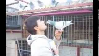 Pigeon Racing Training and education. How to Pigeon feed