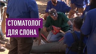 Стоматолог для слона