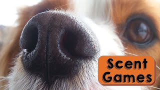 Dog Games and Dog Tricks | Canine Scent Work and Nose Work Training with Boxes