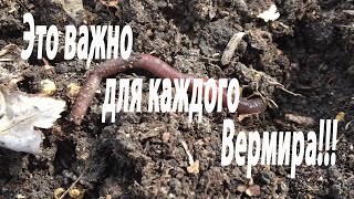 ПАН104. ГЛАВНЫЕ ОСНОВЫ РАЗВЕДЕНИЯ ЧЕРВЕЙ. Это ВАЖНО ЗНАТЬ. Изучайте. Червеводство. Часть 1