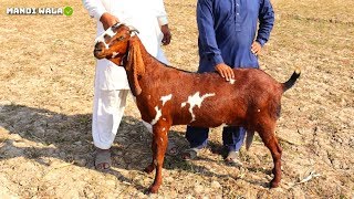 Desi Milking Goats with Kids - Sahiwal Bakriyan Nagra & Beetal - Bakra Mandi 2020
