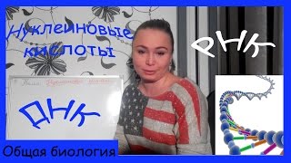 Урок биологии №29. Нуклеиновые кислоты (ДНК и РНК).